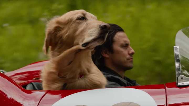 The Art of Racing in the Rain